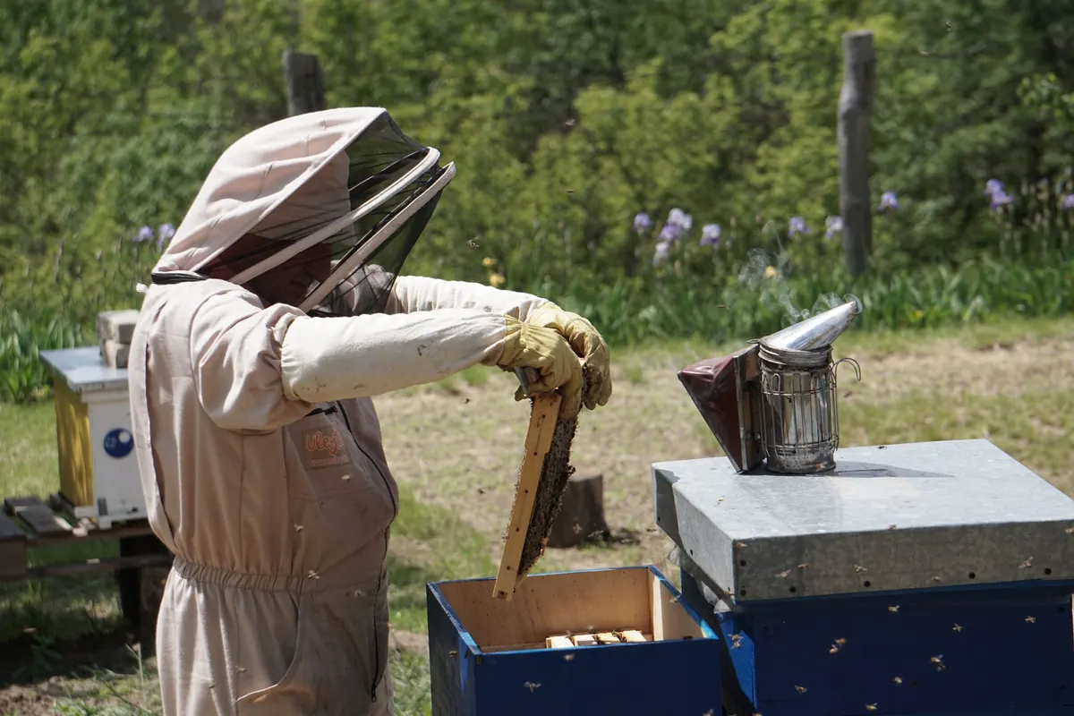 10 Common Beekeeping Mistakes (And How to Avoid Them)