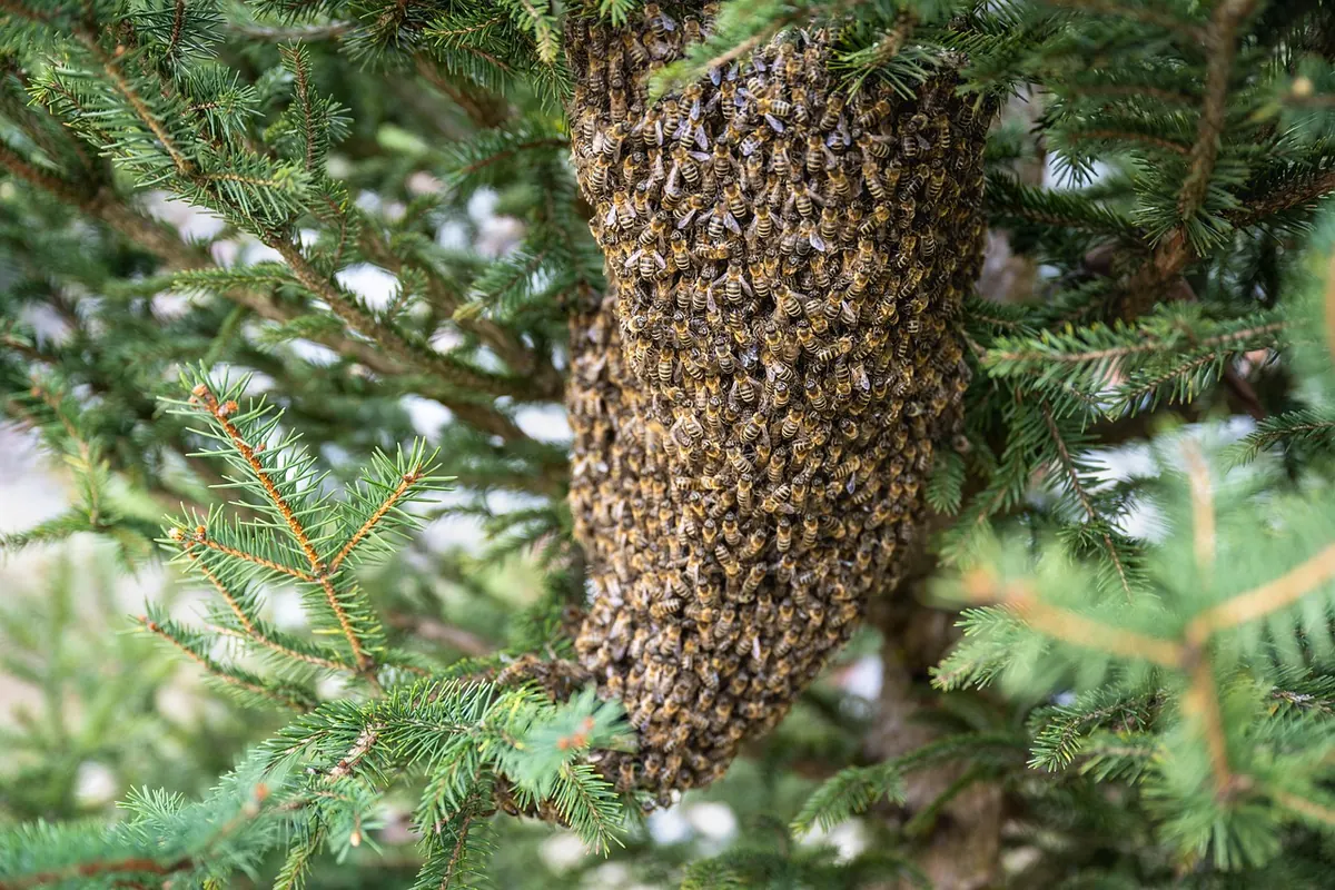Beekeeping Equipment Checklist: What to Buy Before Your Bees Arrive