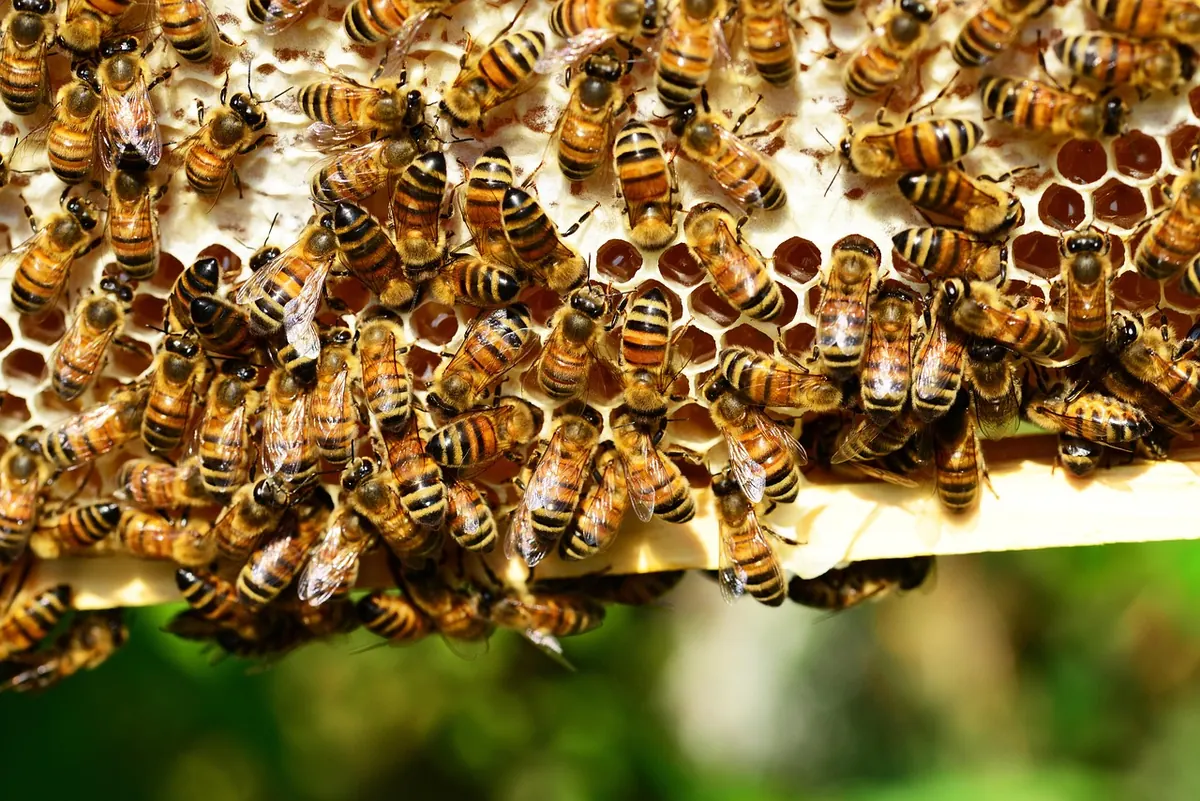 How to Extract Honey from Comb: A Beginner's Step-by-Step Guide